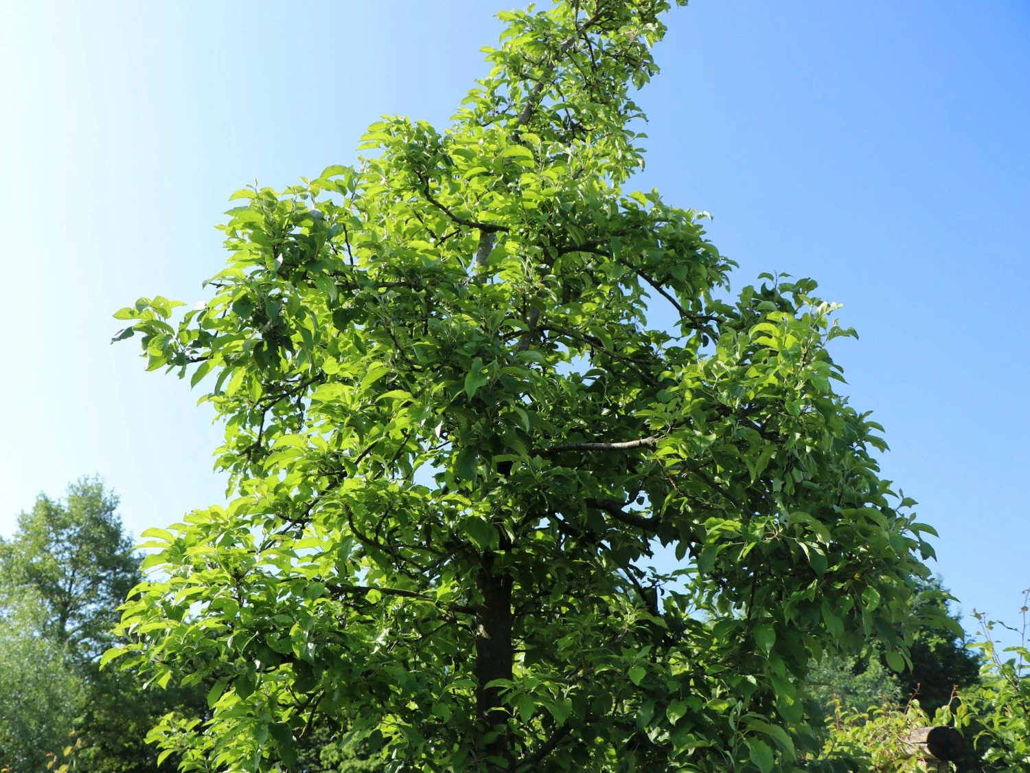 Sommerapfel 'James Grieve' 7 Sommerapfel 'James Grieve' – Bild 5