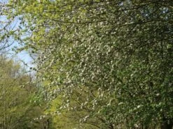 Sommerapfel 'Pfirsichroter Sommerapfel' -Angebote Blumen Takt Store sommerapfel pfirsichroter sommerapfel m004902 w 0