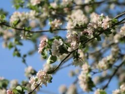 Sommerapfel 'Pfirsichroter Sommerapfel' -Angebote Blumen Takt Store sommerapfel pfirsichroter sommerapfel m004902 w 2