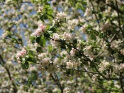 Sommerapfel 'Pfirsichroter Sommerapfel' -Angebote Blumen Takt Store sommerapfel pfirsichroter sommerapfel m004902 w 3