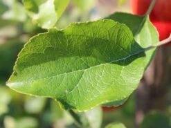 Sommerapfel 'Piros' -Angebote Blumen Takt Store sommerapfel piros m006558 w 1