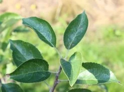 Sommerapfel 'Piros' -Angebote Blumen Takt Store sommerapfel piros m006558 w 2