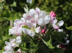 Sommerapfel 'Piros' -Angebote Blumen Takt Store sommerapfel piros m006558 w 4