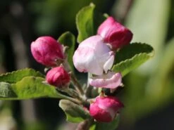 Sommerapfel 'Piros' -Angebote Blumen Takt Store sommerapfel piros m006558 w 5