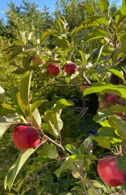 Sommerapfel 'Roter James Grieve' / 'Rubin' -Angebote Blumen Takt Store sommerapfel roter james grieve rubin m004928 872382 0