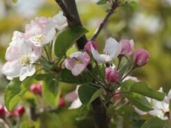 Sommerapfel 'Roter James Grieve' / 'Rubin' -Angebote Blumen Takt Store sommerapfel roter james grieve rubin m004928 w 2