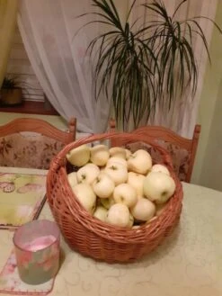 Sommerapfel 'Weißer Klarapfel' -Angebote Blumen Takt Store sommerapfel weisser klarapfel m002548 1168337 0