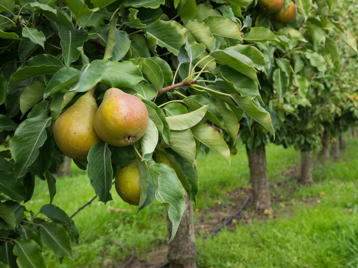 Sommerbirne 'Bunte Julibirne' 3 Sommerbirne 'Bunte Julibirne'