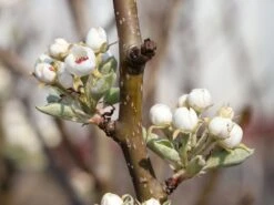 Sommerbirne 'Bunte Julibirne' 8 Sommerbirne 'Bunte Julibirne' -Angebote Blumen Takt Store sommerbirne bunte julibirne m102648 w 0