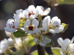 Sommerbirne 'Bunte Julibirne' 11 Sommerbirne 'Bunte Julibirne' -Angebote Blumen Takt Store sommerbirne bunte julibirne m102648 w 2