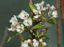 Sommerbirne 'Bunte Julibirne' 10 Sommerbirne 'Bunte Julibirne' -Angebote Blumen Takt Store sommerbirne bunte julibirne m102648 w 3