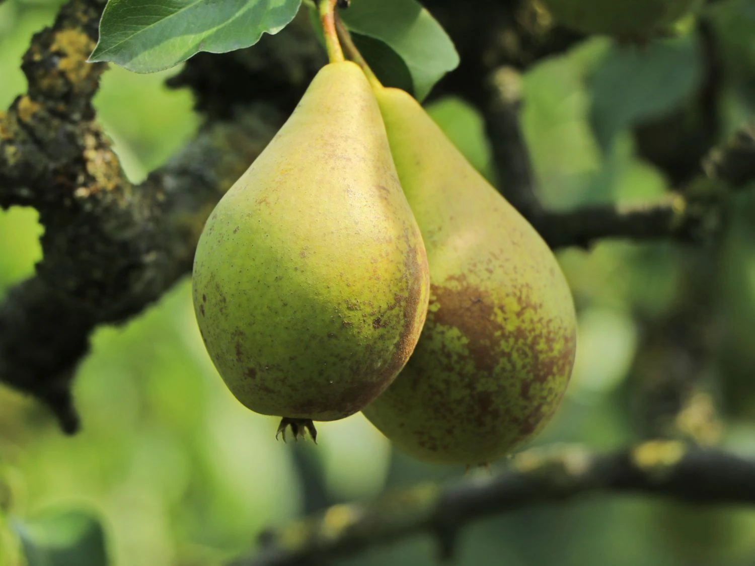 Sommerbirne 'Dessertbirne' 3 Sommerbirne 'Dessertbirne'