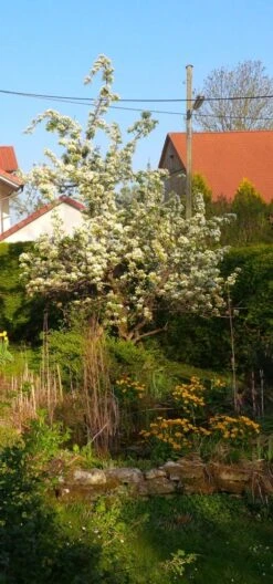 Sommerbirne 'Gute Graue' -Angebote Blumen Takt Store sommerbirne gute graue m102649 1111933 0