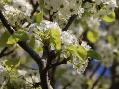 Sommerbirne 'Gute Graue' -Angebote Blumen Takt Store sommerbirne gute graue m102649 w 0