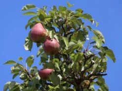 Sommerbirne 'Rote Williams Christ'