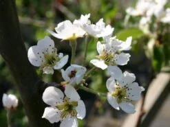 Sommerbirne 'Rote Williams Christ' -Angebote Blumen Takt Store sommerbirne rote williams christ m005080 w 0