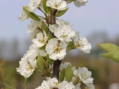 Sommerbirne 'Rote Williams Christ' -Angebote Blumen Takt Store sommerbirne rote williams christ m005080 w 2