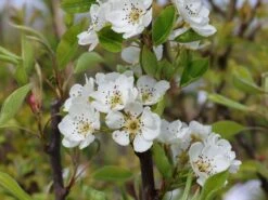 Sommerbirne 'Rote Williams Christ' -Angebote Blumen Takt Store sommerbirne rote williams christ m005080 w 3