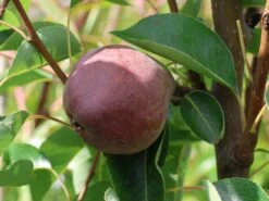 Sommerbirne 'Rote Williams Christ' -Angebote Blumen Takt Store sommerbirne rote williams christ m005080 w 4