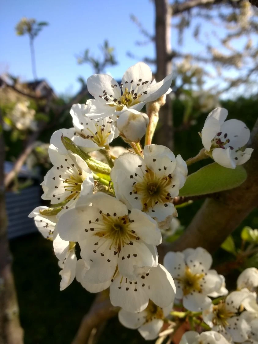 Sommerbirne 'Williams Christ' 6 Sommerbirne 'Williams Christ' – Bild 4