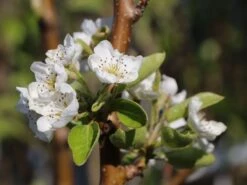 Sommerbirne 'Williams Christ' 9 Sommerbirne 'Williams Christ' -Angebote Blumen Takt Store sommerbirne williams christbirne m000532 w 1