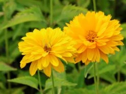 Sonnenauge 'Goldgrünherz' 9 Sonnenauge 'Goldgrünherz' -Angebote Blumen Takt Store sonnenauge goldgruenherz m044802 w 0