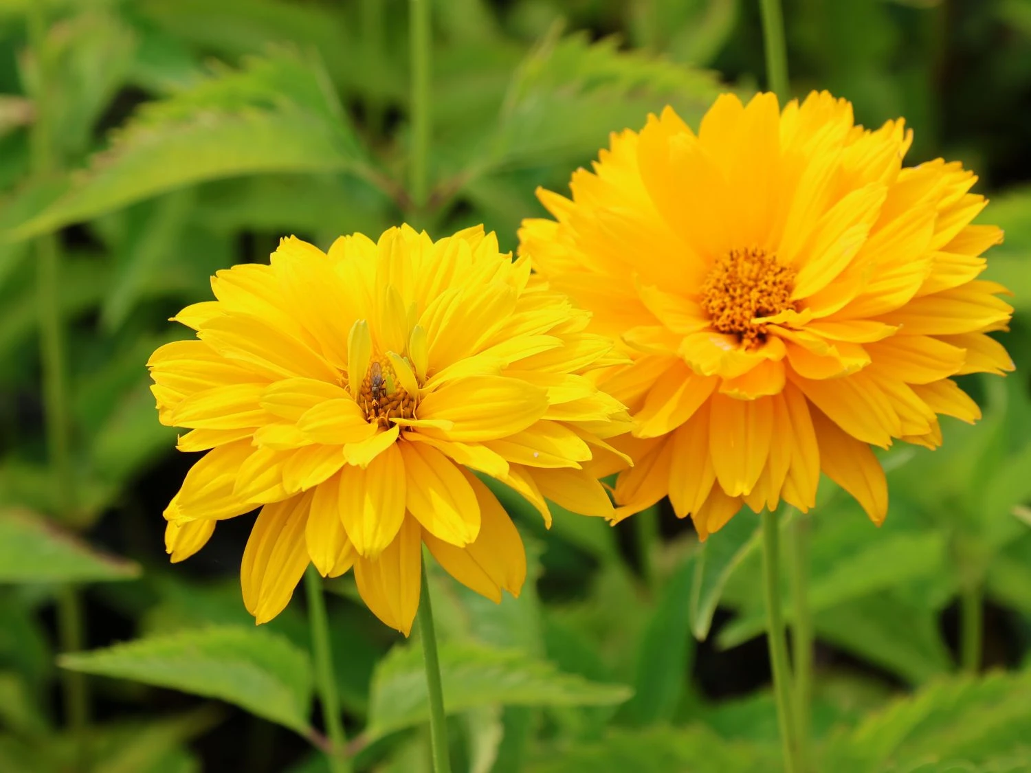 Sonnenauge 'Goldgrünherz' 4 Sonnenauge 'Goldgrünherz' – Bild 2