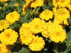 Sonnenauge 'Goldgrünherz' 10 Sonnenauge 'Goldgrünherz' -Angebote Blumen Takt Store sonnenauge goldgruenherz m044802 w 1