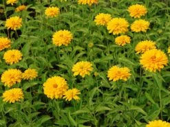 Sonnenauge 'Goldgrünherz' 11 Sonnenauge 'Goldgrünherz' -Angebote Blumen Takt Store sonnenauge goldgruenherz m044802 w 2