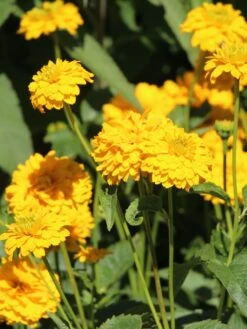 Sonnenauge 'Goldgrünherz' 12 Sonnenauge 'Goldgrünherz' -Angebote Blumen Takt Store sonnenauge goldgruenherz m044802 w 3