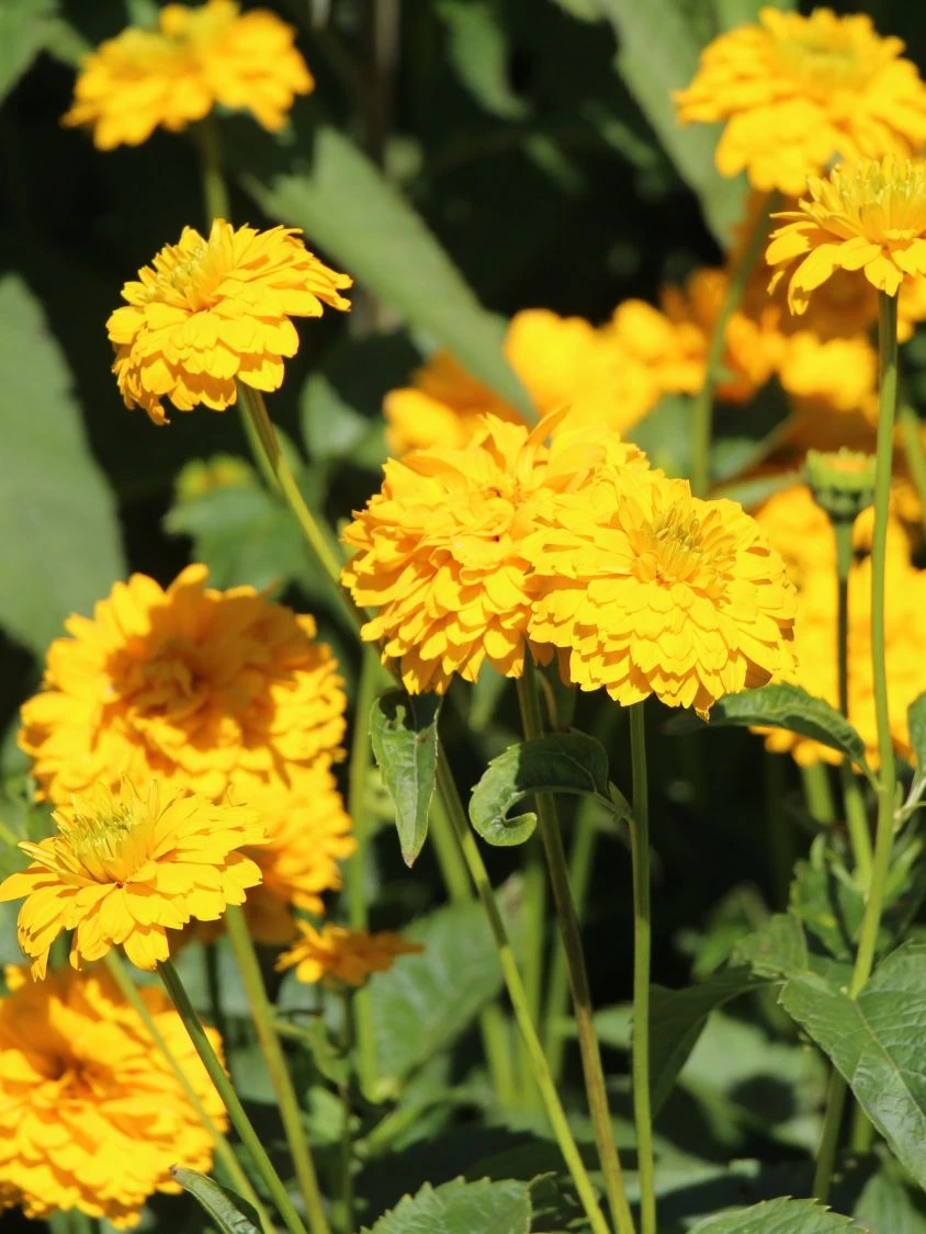 Sonnenauge 'Goldgrünherz' 7 Sonnenauge 'Goldgrünherz' – Bild 5