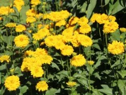 Sonnenauge 'Goldgrünherz' 13 Sonnenauge 'Goldgrünherz' -Angebote Blumen Takt Store sonnenauge goldgruenherz m044802 w 4