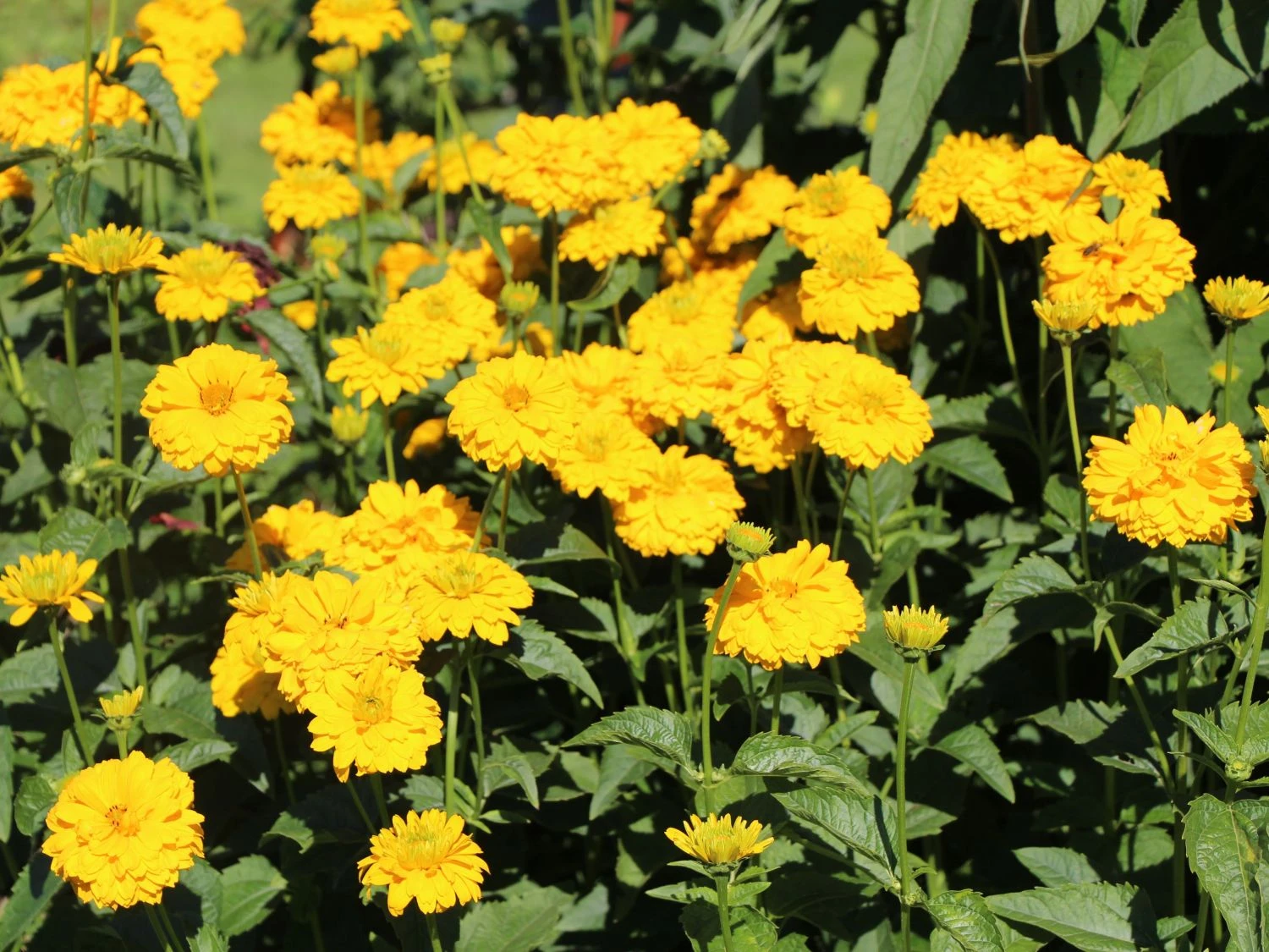 Sonnenauge 'Goldgrünherz' 8 Sonnenauge 'Goldgrünherz' – Bild 6