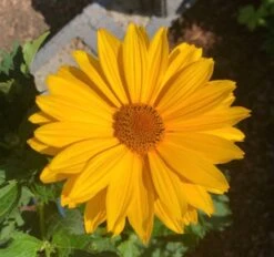 Sonnenauge 'Venus' -Angebote Blumen Takt Store sonnenauge venus m080345 1135780 0