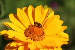 Sonnenauge 'Venus' -Angebote Blumen Takt Store sonnenauge venus m080345 w 0