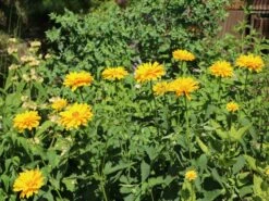 Sonnenauge 'Venus' -Angebote Blumen Takt Store sonnenauge venus m080345 w 2