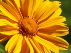 Sonnenauge 'Venus' -Angebote Blumen Takt Store sonnenauge venus m080345 w 3