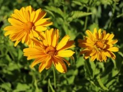 Sonnenauge 'Venus' -Angebote Blumen Takt Store sonnenauge venus m080345 w 5