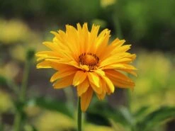 Sonnenauge 'Venus' -Angebote Blumen Takt Store sonnenauge venus m080345 w 6