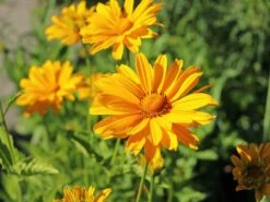 Sonnenauge 'Venus' -Angebote Blumen Takt Store sonnenauge venus m080345 w 7