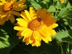 Sonnenauge 'Venus' -Angebote Blumen Takt Store sonnenauge venus m080345 w 8