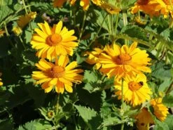 Sonnenauge 'Venus' -Angebote Blumen Takt Store sonnenauge venus m080345 w 9