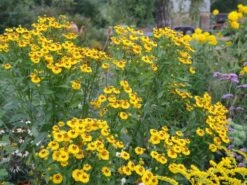 Sonnenbraut 'Goldrausch' 19 Sonnenbraut 'Goldrausch' -Angebote Blumen Takt Store sonnenbraut goldrausch m058706 1040413 0