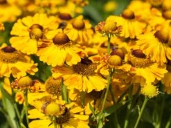 Sonnenbraut 'Goldrausch' 17 Sonnenbraut 'Goldrausch' -Angebote Blumen Takt Store sonnenbraut goldrausch m058706 w 0