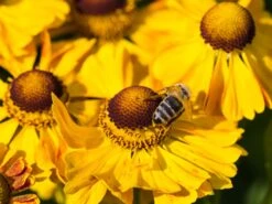 Sonnenbraut 'Goldrausch' 18 Sonnenbraut 'Goldrausch' -Angebote Blumen Takt Store sonnenbraut goldrausch m058706 w 2