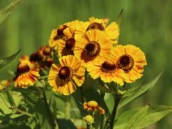 Sonnenbraut 'Goldrausch' 14 Sonnenbraut 'Goldrausch' -Angebote Blumen Takt Store sonnenbraut goldrausch m058706 w 4