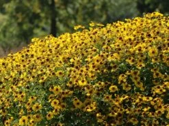 Sonnenbraut 'Goldrausch' 15 Sonnenbraut 'Goldrausch' -Angebote Blumen Takt Store sonnenbraut goldrausch m058706 w 5