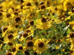 Sonnenbraut 'Goldrausch' 16 Sonnenbraut 'Goldrausch' -Angebote Blumen Takt Store sonnenbraut goldrausch m058706 w 6