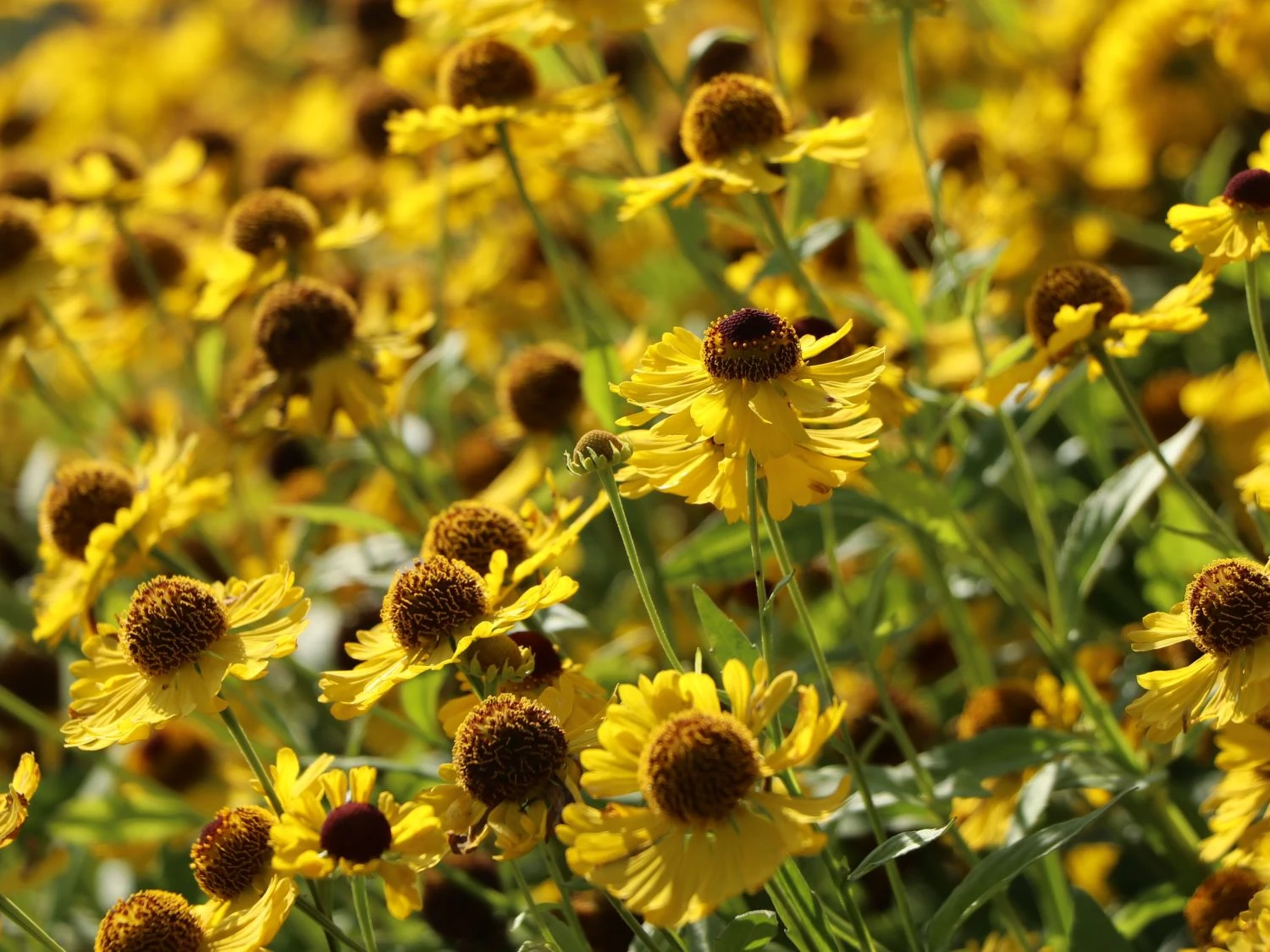 Sonnenbraut 'Goldrausch' 8 Sonnenbraut 'Goldrausch' – Bild 6