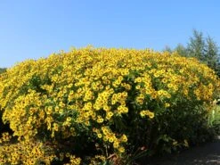 Sonnenbraut 'Goldrausch' 12 Sonnenbraut 'Goldrausch' -Angebote Blumen Takt Store sonnenbraut goldrausch m058706 w 7